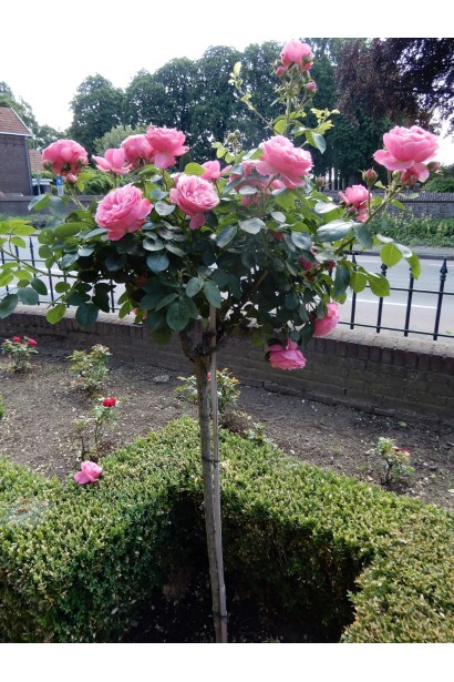 Троянда штамбова Леонардо да Вінчі в ландшафті